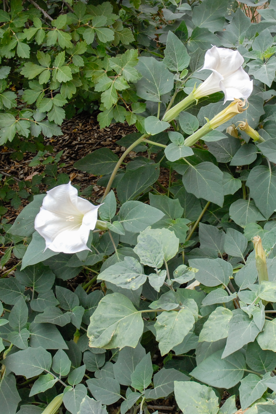 Sacred Datura